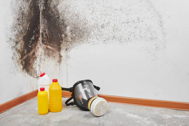Best Certified Mold Removal  in Hockinson, WA