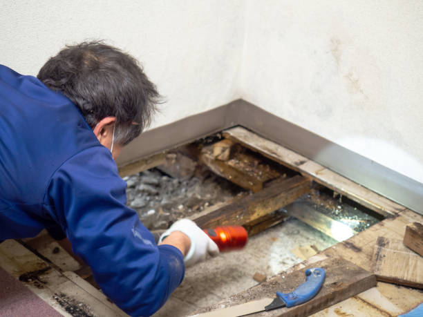 Best Toxic Mold Removal  in Hockinson, WA