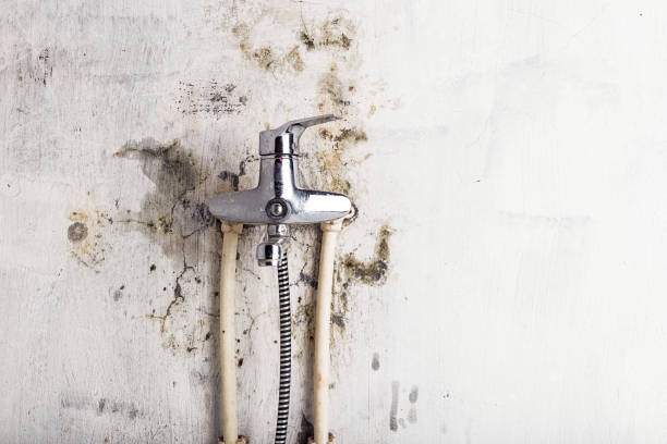 Best Black Mold Removal  in Hockinson, WA