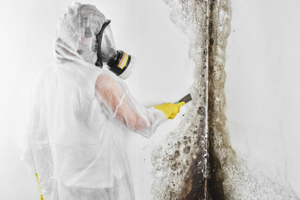 Best Mold Remediation  in Hockinson, WA
