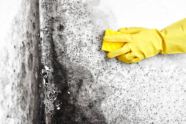 Best Mold Testing and Removal  in Hockinson, WA