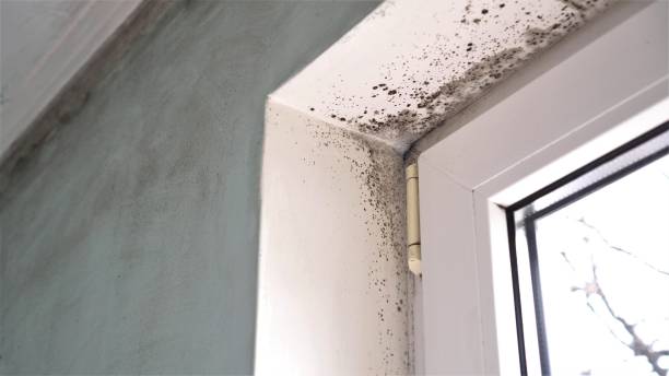 Certified Mold Removal in Hockinson, WA