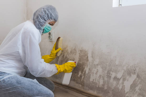 Best Mold Remediation Services  in Hockinson, WA