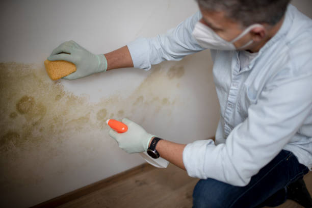 Best Office Mold Removal Services  in Hockinson, WA