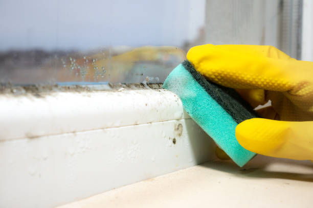 Best Mold Remediation Experts  in Hockinson, WA
