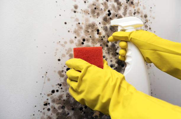 Trusted Hockinson, WA Mold Removal Experts