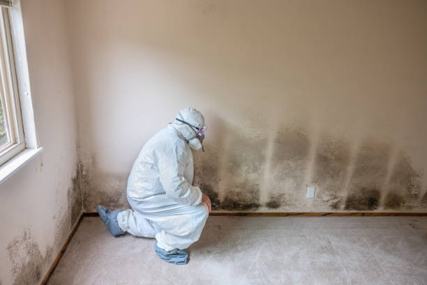 Best Mold Removal Company Near Me  in Hockinson, WA