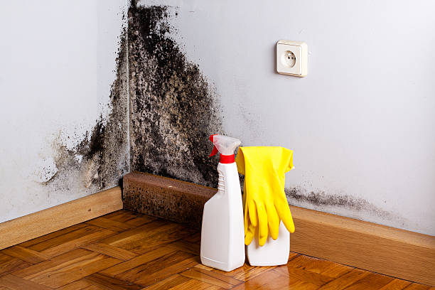 Best Mold Cleaning Services  in Hockinson, WA