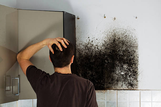 Best Mold Removal and Inspection  in Hockinson, WA
