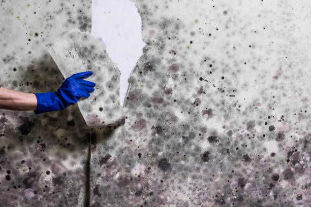 Best Black Mold Removal  in Hockinson, WA