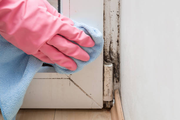 Attic Mold Removal in Hockinson, WA