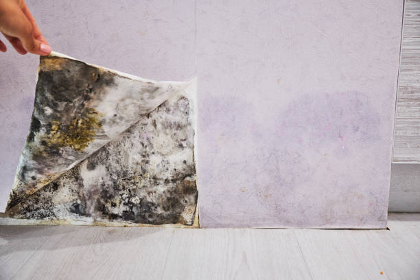 Best Professional Mold Removal  in Hockinson, WA